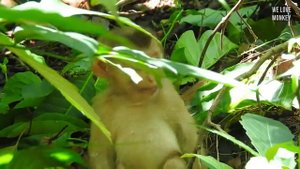 Today is A Hard Lesson For Abandoned Monkey Sovana Cuz Papa Lin Release Her in Troop, Sovana Crying