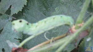 Гусеница на винограде