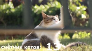 почему в Стамбуле столько котов? // влог #20