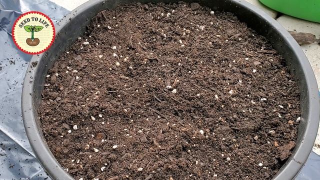 How to grow Cluster Beans (Guar Gum) from Seeds in Containers | बीजोंसे गवारफली गमलेमे कैसे उगाये 4 смотреть онлайн