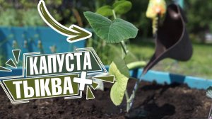 Секреты успешной посадки капусты и тыквы