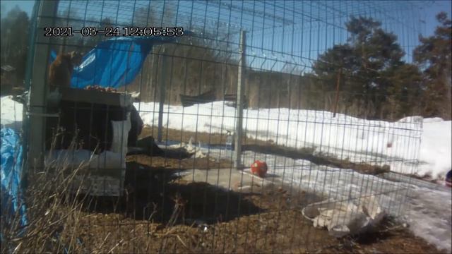 Рыси нежности,уборка в вольере Яшма принимает активное участие. смотреть онлайн