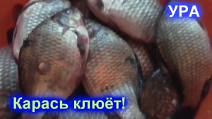 Карась клюёт в июньскую жару