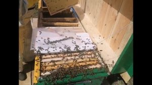 Противороевой отводок в улье лежаке гиганте на 48 рамок