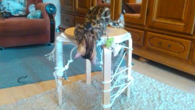 Бенгальские коты