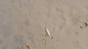 Habtoor Grand Dubai July 2019 Beach Пляж в отеле Хабтур Гранд Дубай