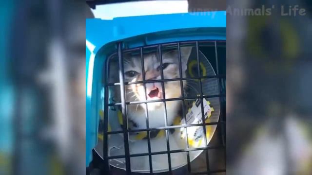 Смешные Видео За Месяц | Попробуй не рассмеяться) Животные заставляют нас смеяться до слез )