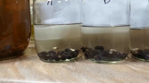 Мацерация под вакуумом. Часть 2.