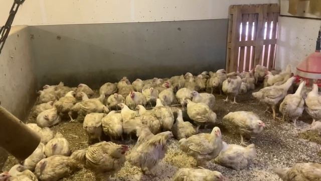 Ферма в Германии.Бройлеры и Утята. смотреть онлайн