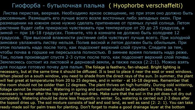 Пальмовые Арековые3 Декоративные растения