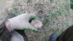 Собираем грибы ВЕСНОЙ В АПРЕЛЕ. СИНИНОЖКА 2019.