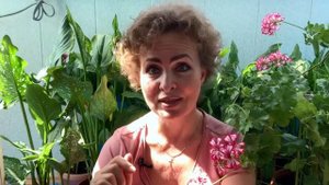 Три Способа спасти клубнику от слизней