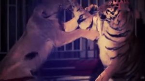 Jahongir otajonov arslon