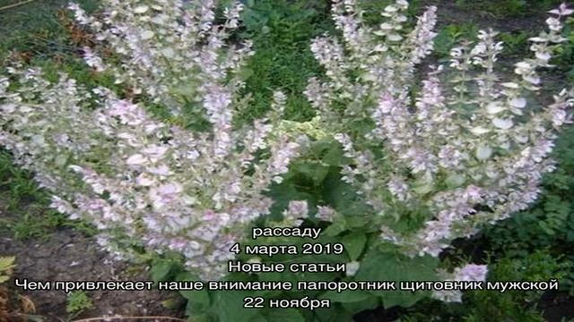 Выращивание шалфея мускатного в саду смотреть онлайн