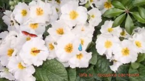 Примула высокая Пиано Вайт (primula) 🌿 Пиано Вайт обзор: как сажать, рассада примулы Пиано Вайт