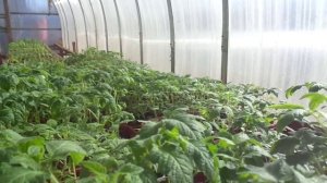 КАК ПРАВИЛЬНО ЗАКАЛИВАТЬ РАССАДУ? Ольга Чернова.