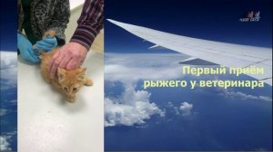 Пулковские пасхальные котята. Путь домой. Часть 2