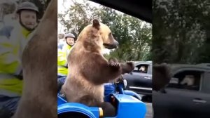 Медведь на мотоцикле едет по дороге в России