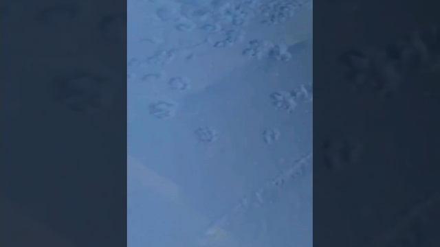 Жители обнаружили следы волков и, к сожалению, уже останки собаки.