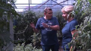 Арбузы растут в подвешенном состоянии