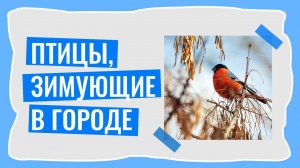 Птицы, зимующие  в городе