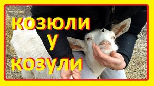 НАСМОРК у козы / ДЕЛАЕМ СВОИ КАПЛИ для НОСА / сопли у козы / у козы зеленые сопли чем лечить?