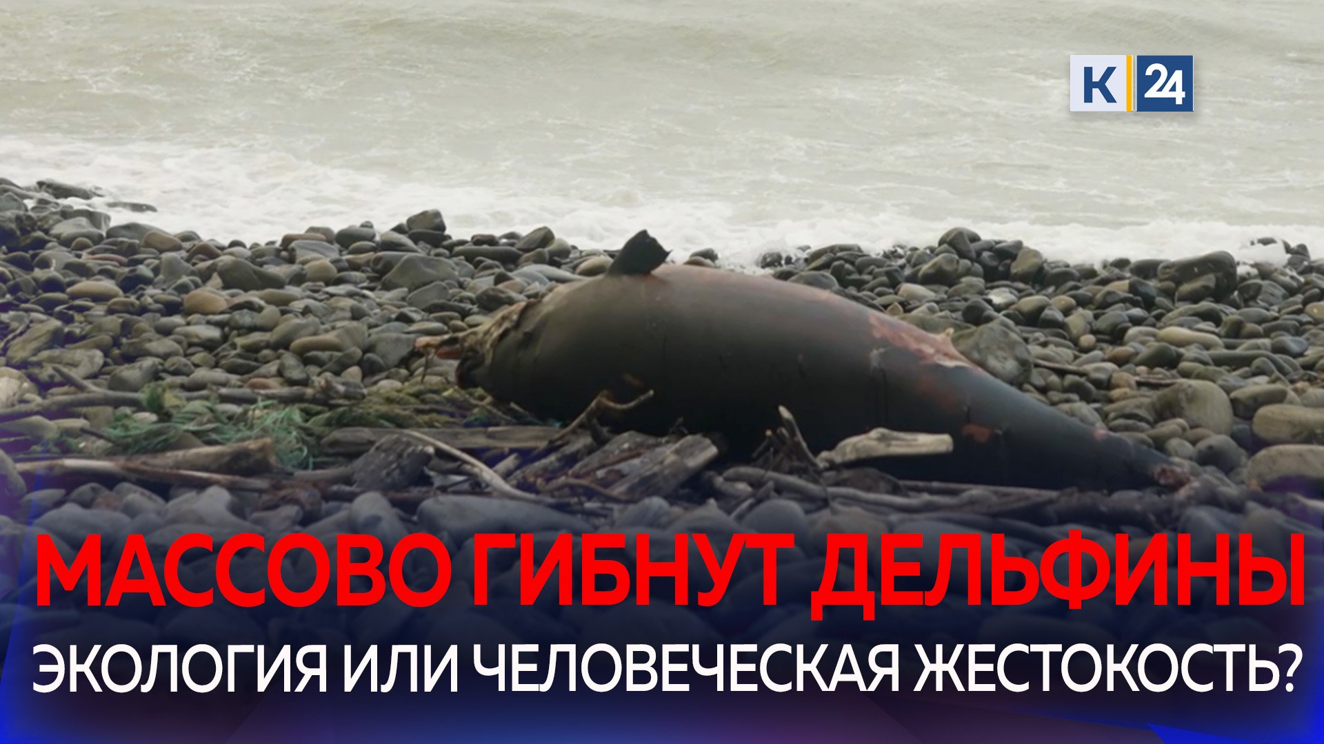 Мертвых дельфинов снова нашли на Черноморском побережье