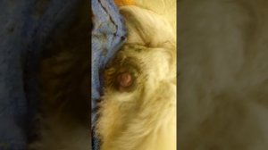 Роды у алабая