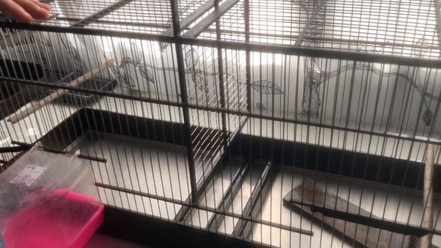 video 18 10 20 12 42 клетка для птиц смотреть онлайн