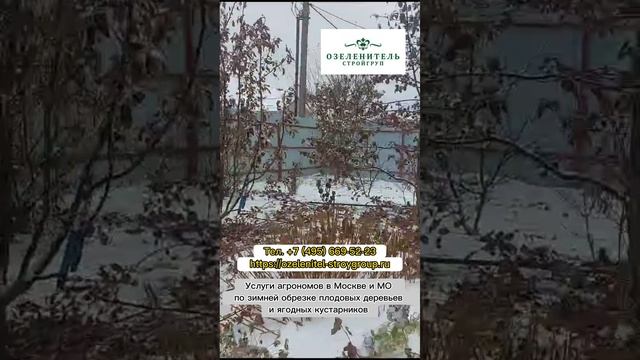 Услуги зимней обрезки плодовых деревьев в Москве и МО. Заказать выезд агрономов по тел.: 84956695223