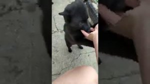 #Питомник  URSO BRAVO. 🐾🐾
#Схипперке.💯⭐👍