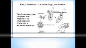 Животные (Часть 4) - Тип Апикомплексы