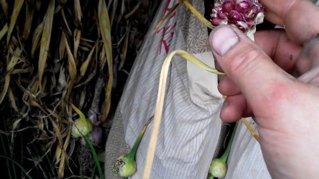 Воздушные бульбочки чеснока. Загатовка , сушка и дозаривание в тени. смотреть онлайн