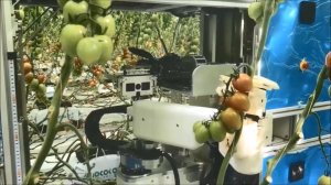 Умные роботы Panasonic собирают томаты на ферме