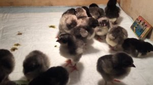 Маран цыплята