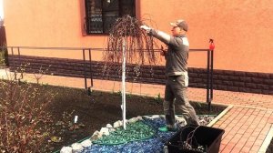 Обрезка Ивы (козья Пендула) на штамбе