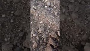 Minelab X-TERRA PRO- Неделната разходка с детектора