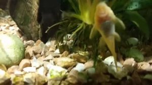 Барбусятник 100 литров