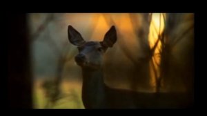 Аида Ведищева - Вернись лесной олень ...