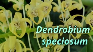 Dendrobium speciosum очередное домашнее цветение. Новичок