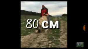 Турецкий кангал самый сильный собака в мире