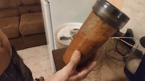 Пираканта ярко-красная заготовка семян