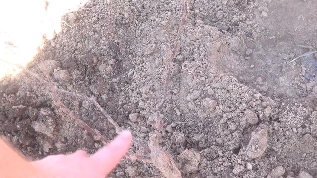 ОТКРЫВАЮ ВИНОГРАД. ПОСЛЕ ЗИМЫ! ОПРЫСКИВАЮ САД!