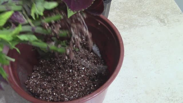 Результат черенкования в вермкулите.mp4 смотреть онлайн