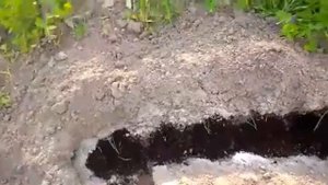 Посадка лука порей в открытый грунт
