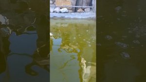 бассейн с рыбой. аквапоника