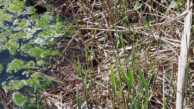 Рыбалка на удочку. Ловля на опарыша . смотреть онлайн