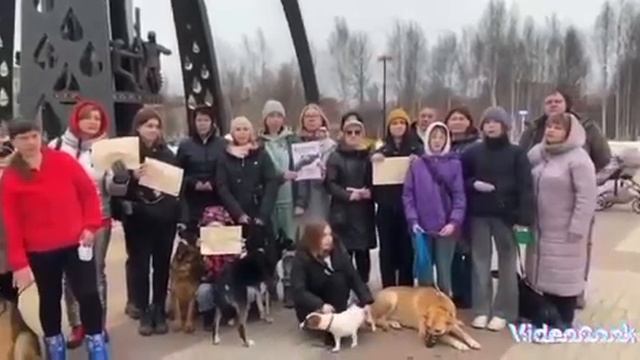 Сургутские зоозащитники записали видеообращение к президенту, они против эвтаназии животных