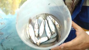 Осенняя уклейка на реке Сура 19 октября 2018 года