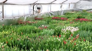 Секреты выращивания тюльпанов к 8 Марта от партнёра компании «Металлоптторг»